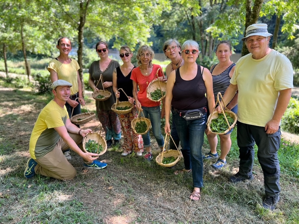 Activité de récolte manuelle dans un jardin de thé en Bretagne