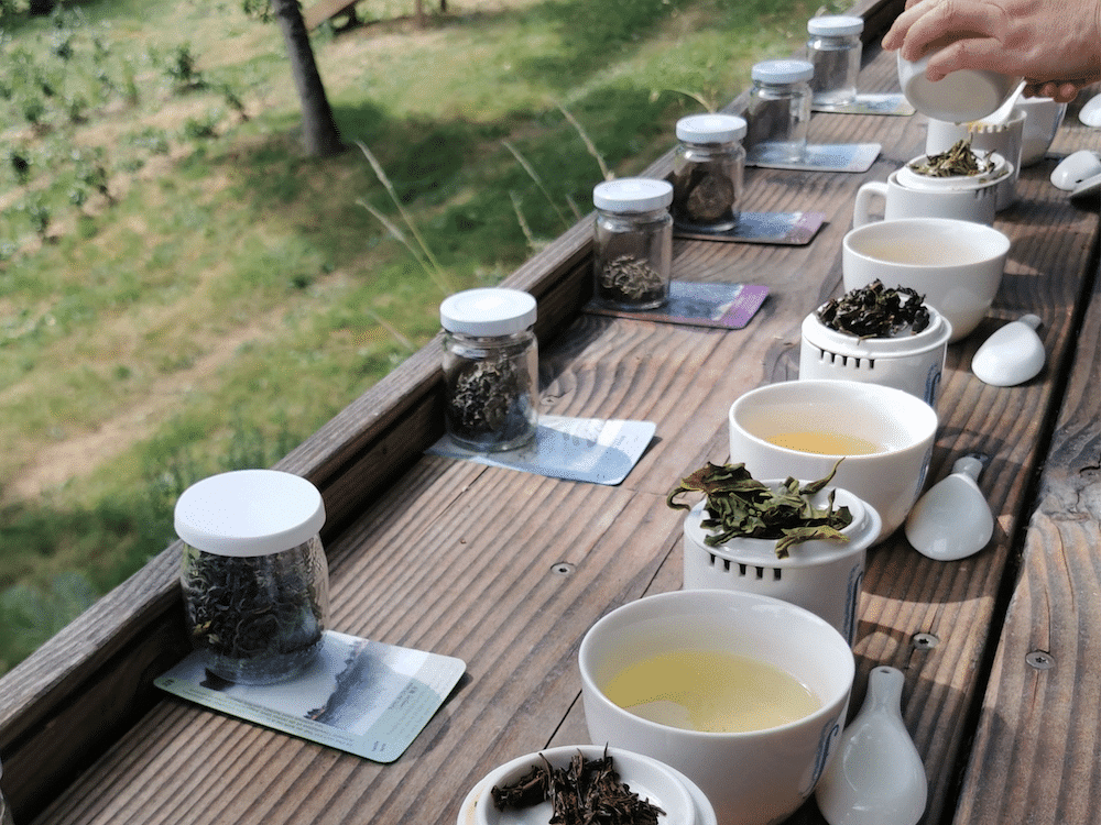 Dégustation de thé dans le jardin de thé en Bretagne