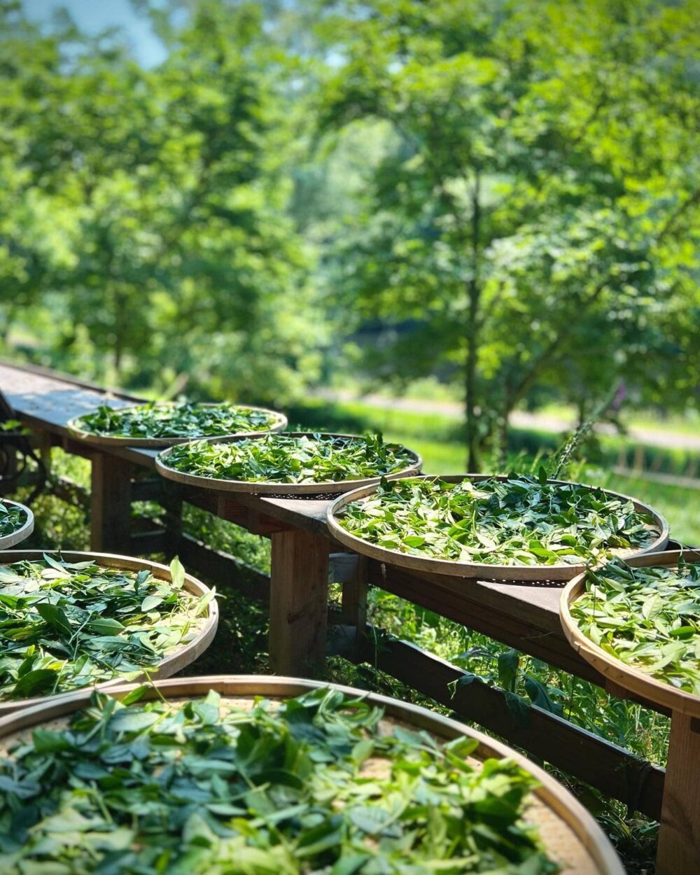 Séchage sur claies de feuilles de théier dans le jardin de thé