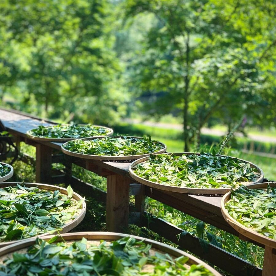 Séchage sur claies de feuilles de théier dans le jardin de thé