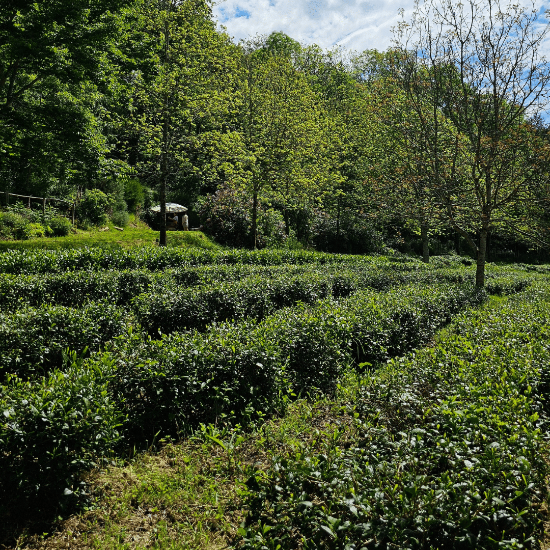 Rangées de théiers dans le jardin de thé de Filleule des Fées