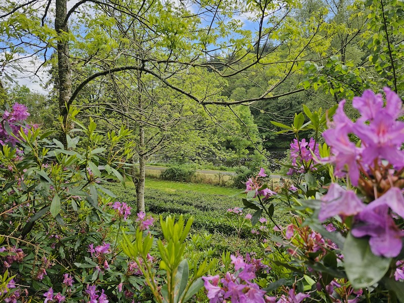 Jardin de thé encadré par des rhododendron