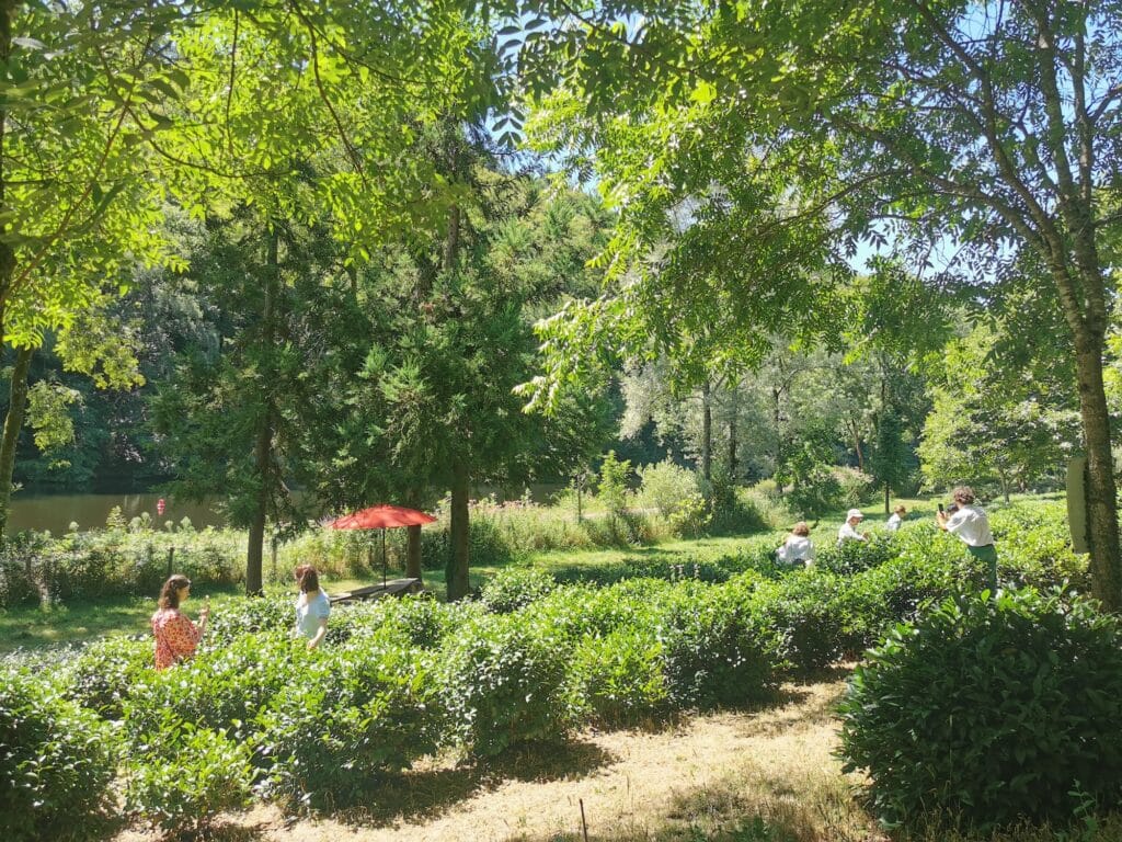 Balade parmi les théiers dans un jardin de thé