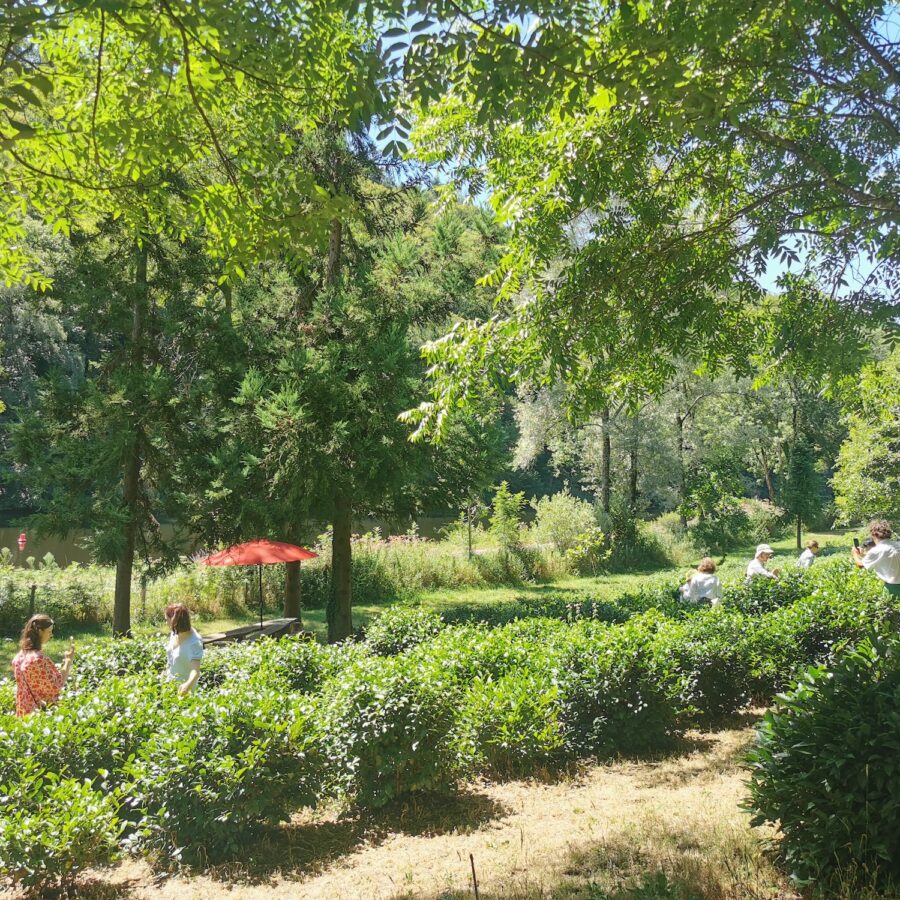 Balade parmi les théiers dans un jardin de thé