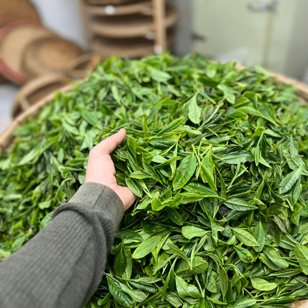 Feuilles de thé fraîches en vrac