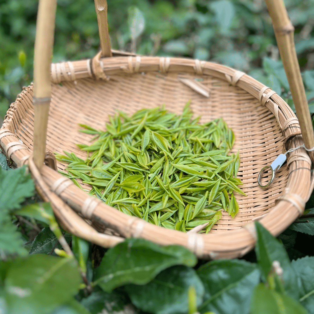 Feuilles de théiers dans un panier de récolte