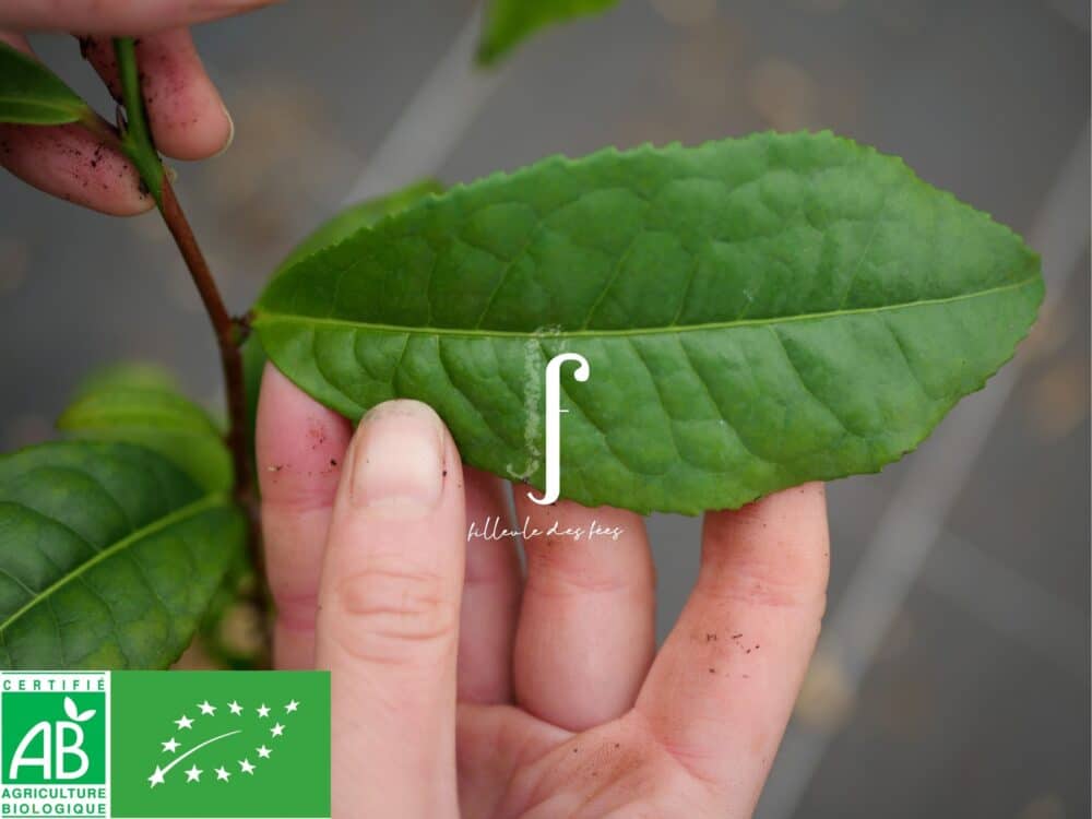Fenqing Daye Tea plant - Image 3