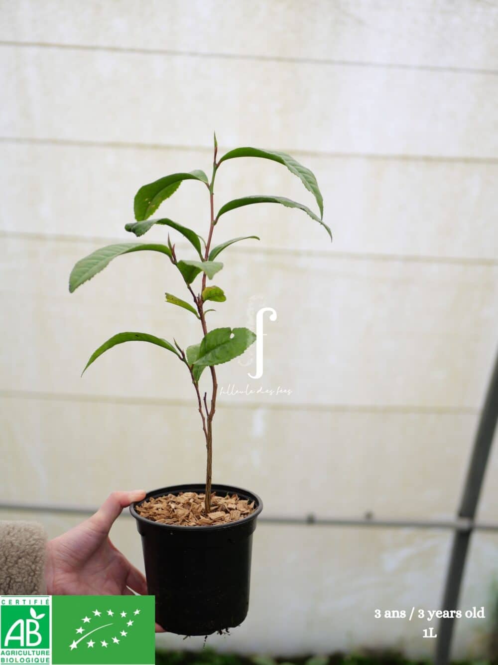 Fenqing Daye Tea plant - Image 2