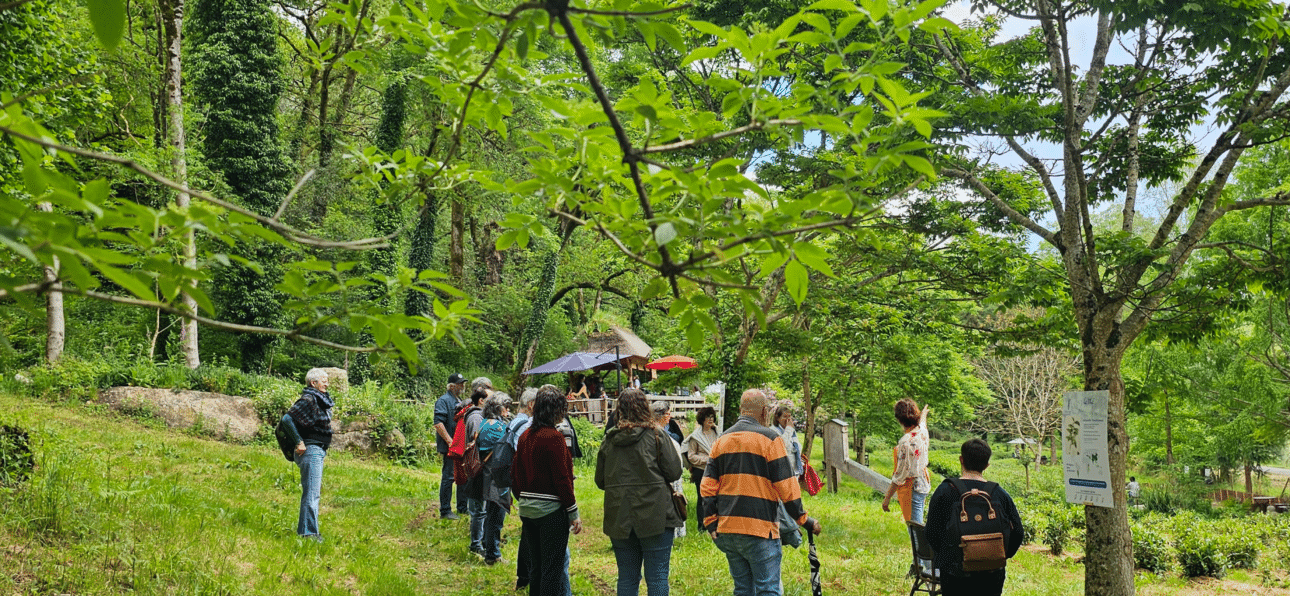 Visite du jardin de thé Filleule des Fées en Bretagne