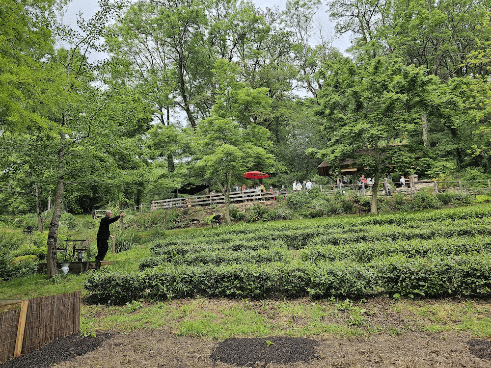 Jardin de thé de la Filleule des Fées en Bretagne