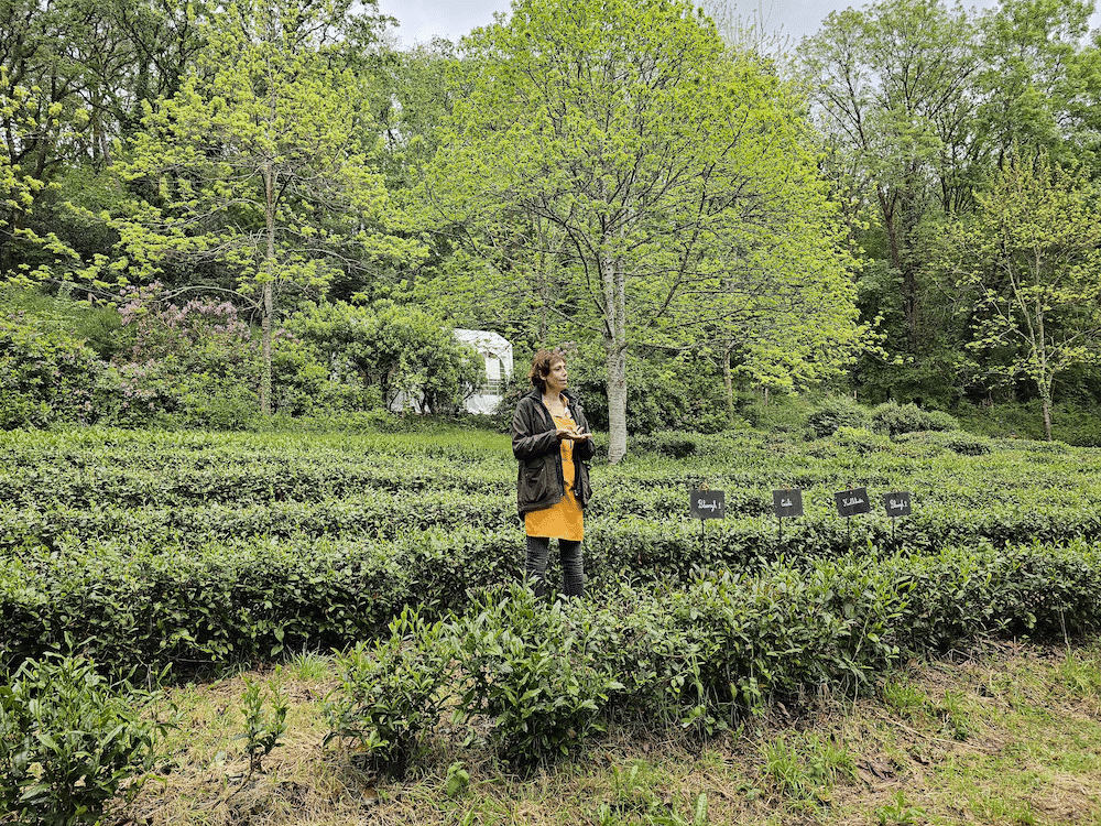 Visite du jardin de thé Filleule des Fées en Bretagne