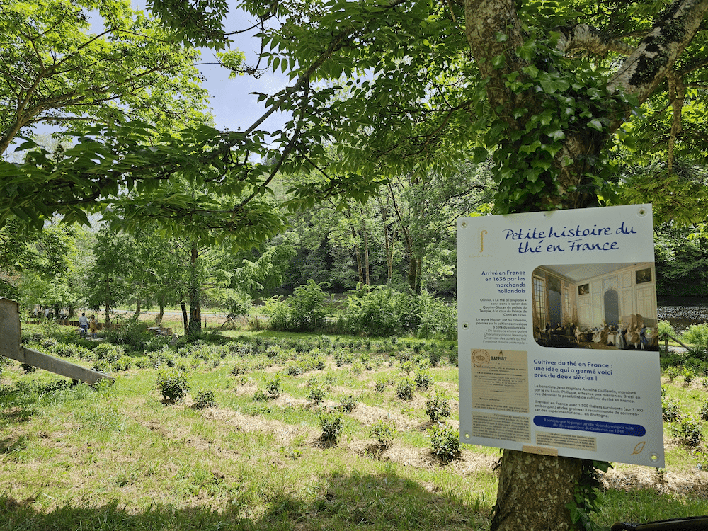 Histoire du thé dans le jardin de thé Filleule des Fées en Bretagne