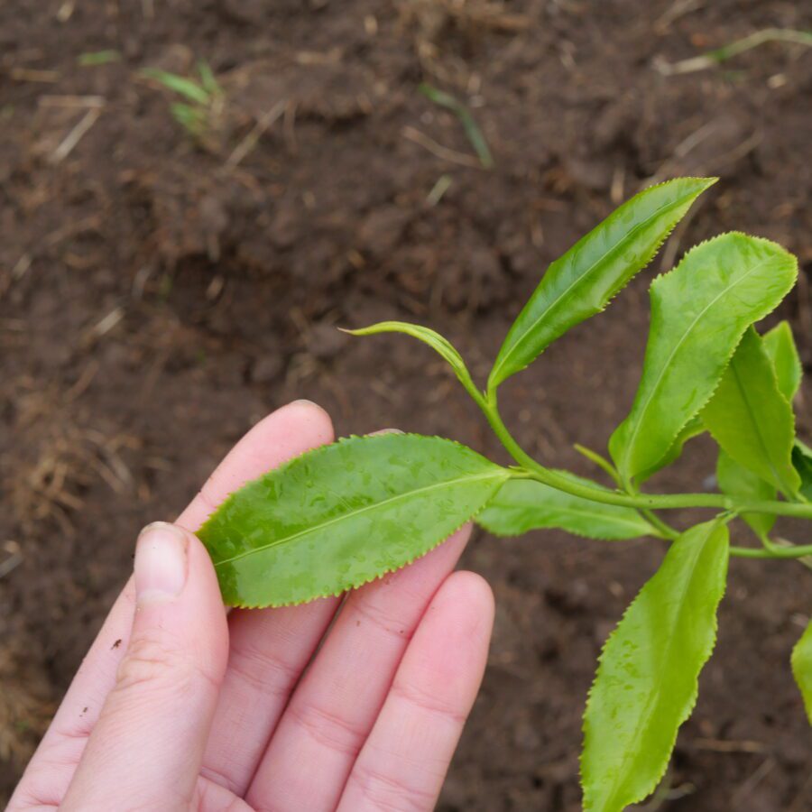 feuilles du cultivar Mingshan Baihao131