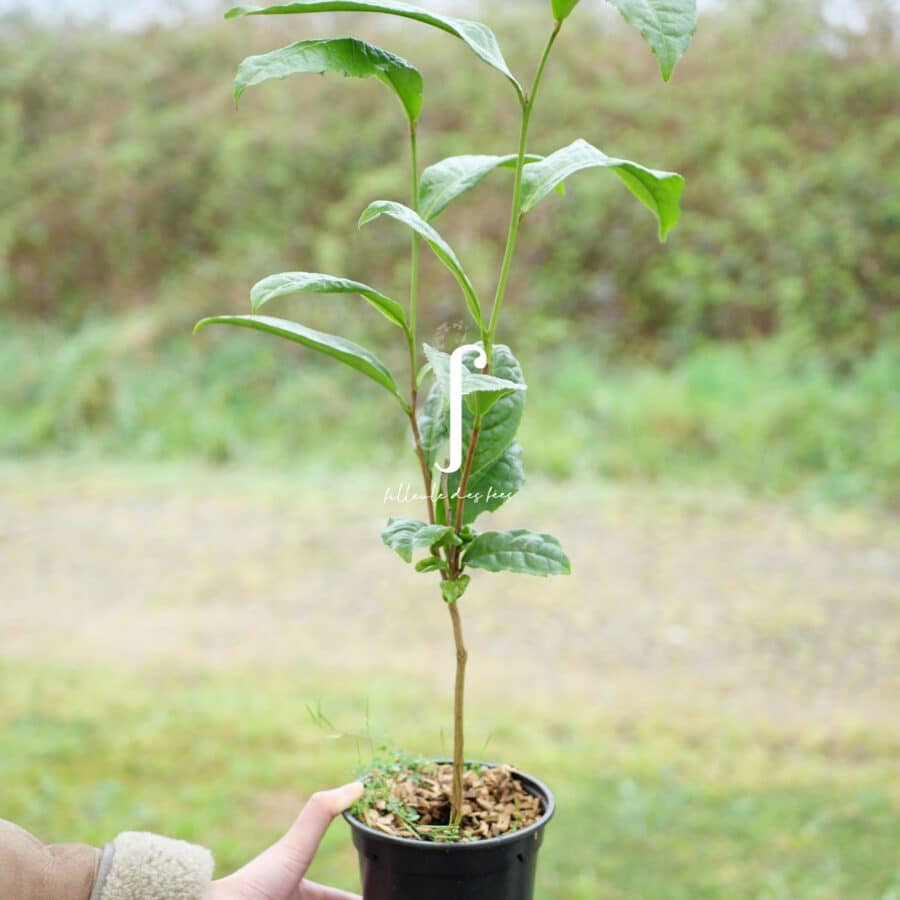 Jinggu Date Bio Bretagne