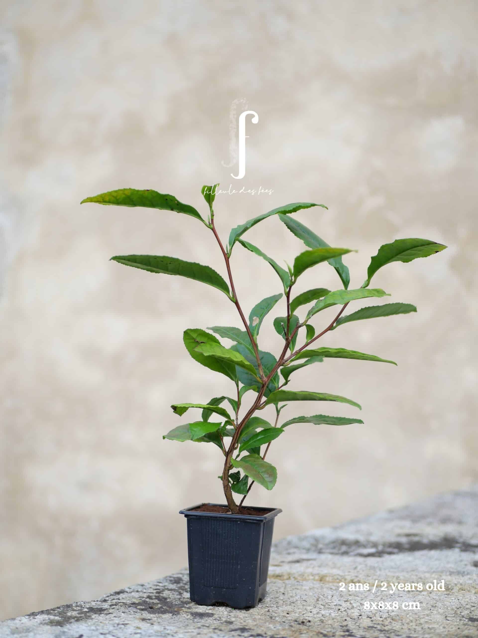 Beginner's Kit - 6 Tea Plants - Image 4