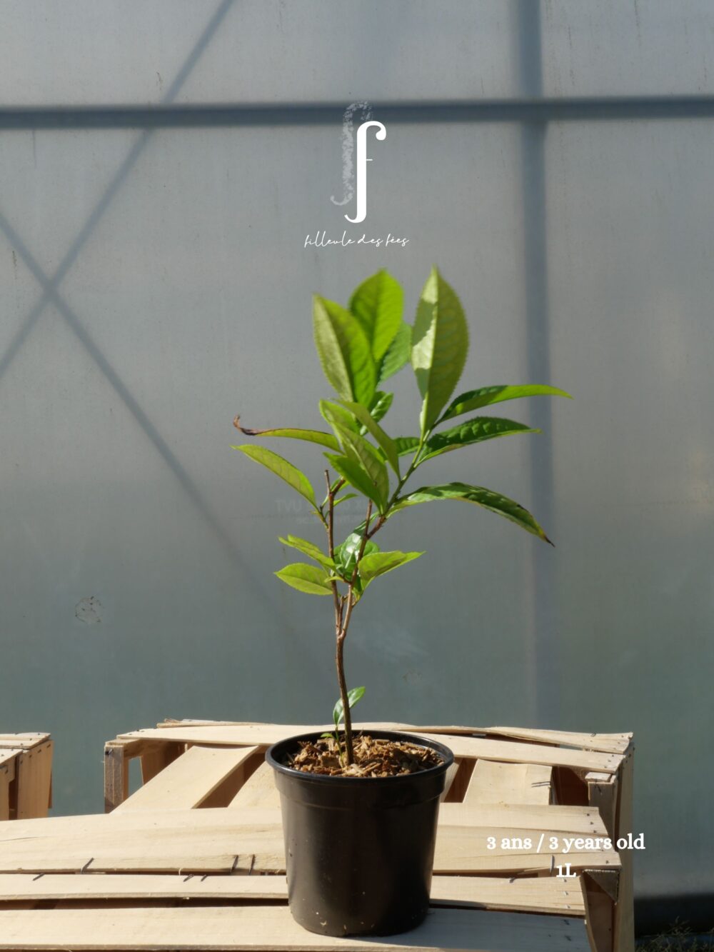 Menghai Daye Bio pot de 1L thé sombre Yunnan