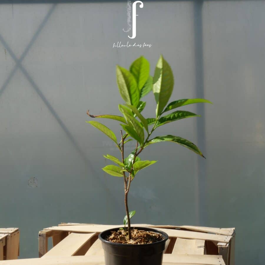 Menghai Daye Bio pot de 1L thé sombre Yunnan