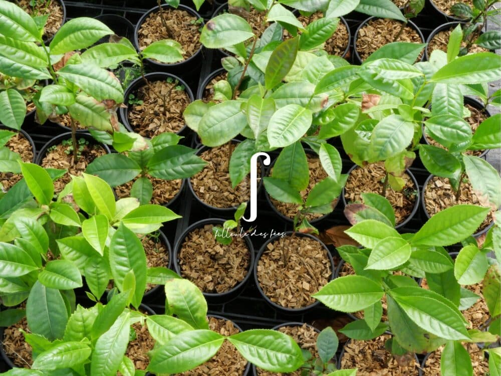 menghai Daye Bio cultivar thé sombre