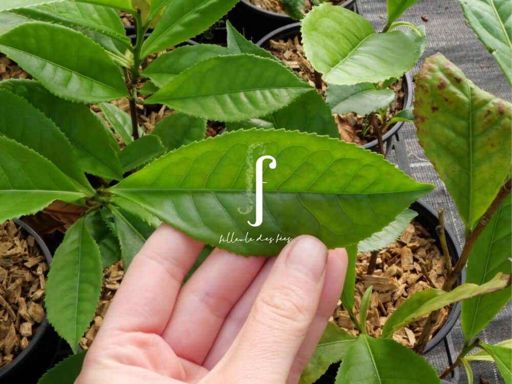 Feuilles Manghai Daye cultivar BIO