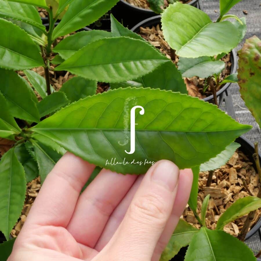 Feuilles Manghai Daye cultivar BIO