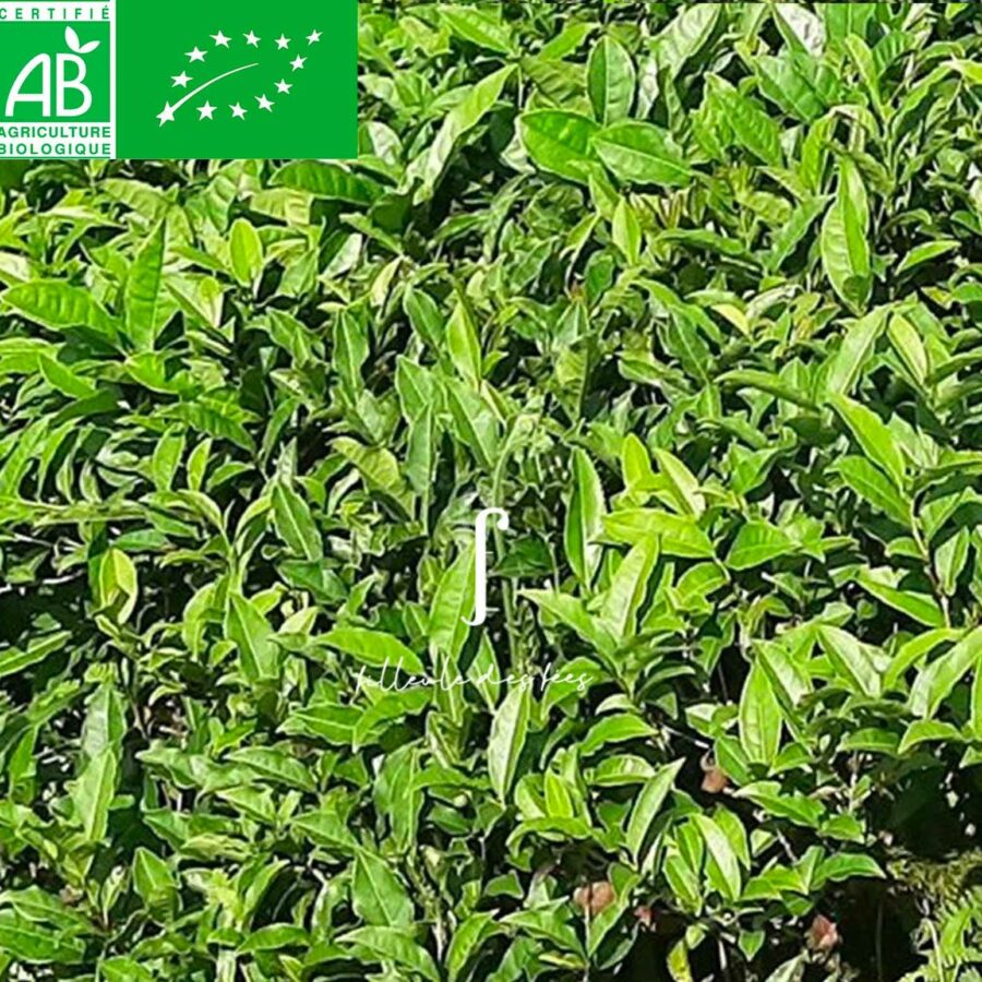 tea plant BIO