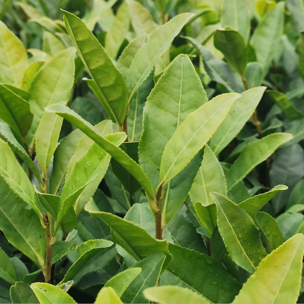 Théier Longjing 43