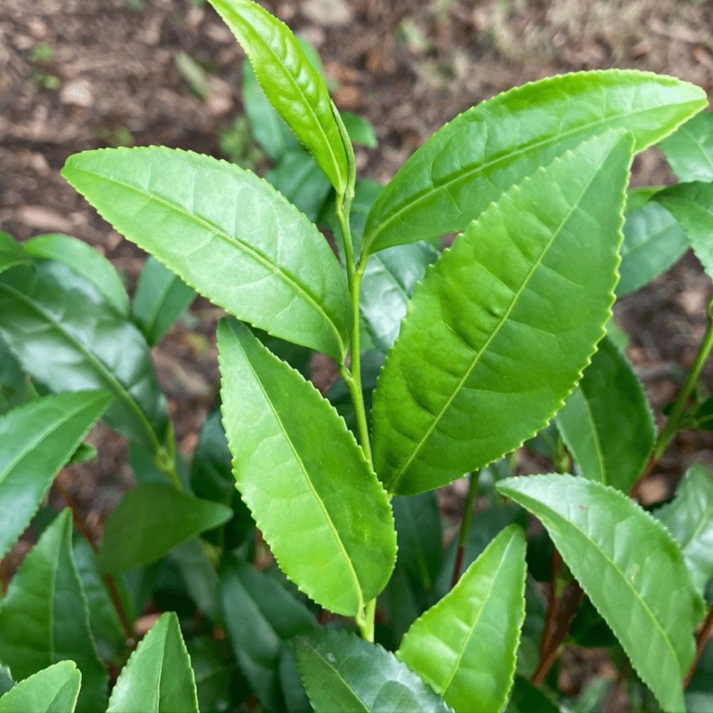 Théier de Corée N°2 (feuilles moyennes)