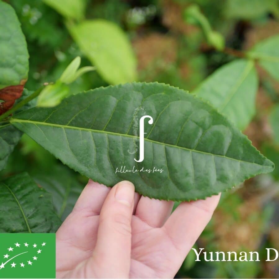 Feuilles Yunnan Daye Bio - thé sombre - thé Pu'Erh