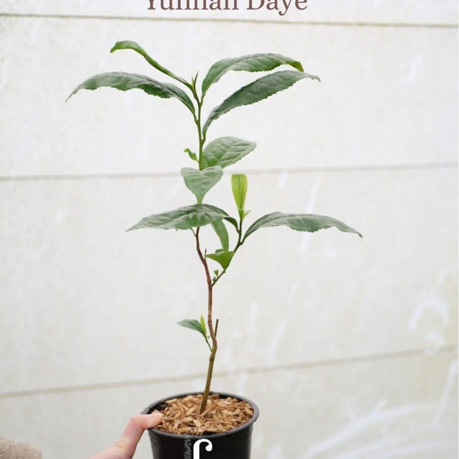 Yunnan Daye _ Bio - thé Pu'Erh -thé sombre