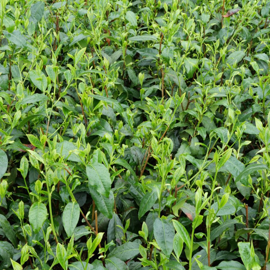 Assorted Selection (4 years old)