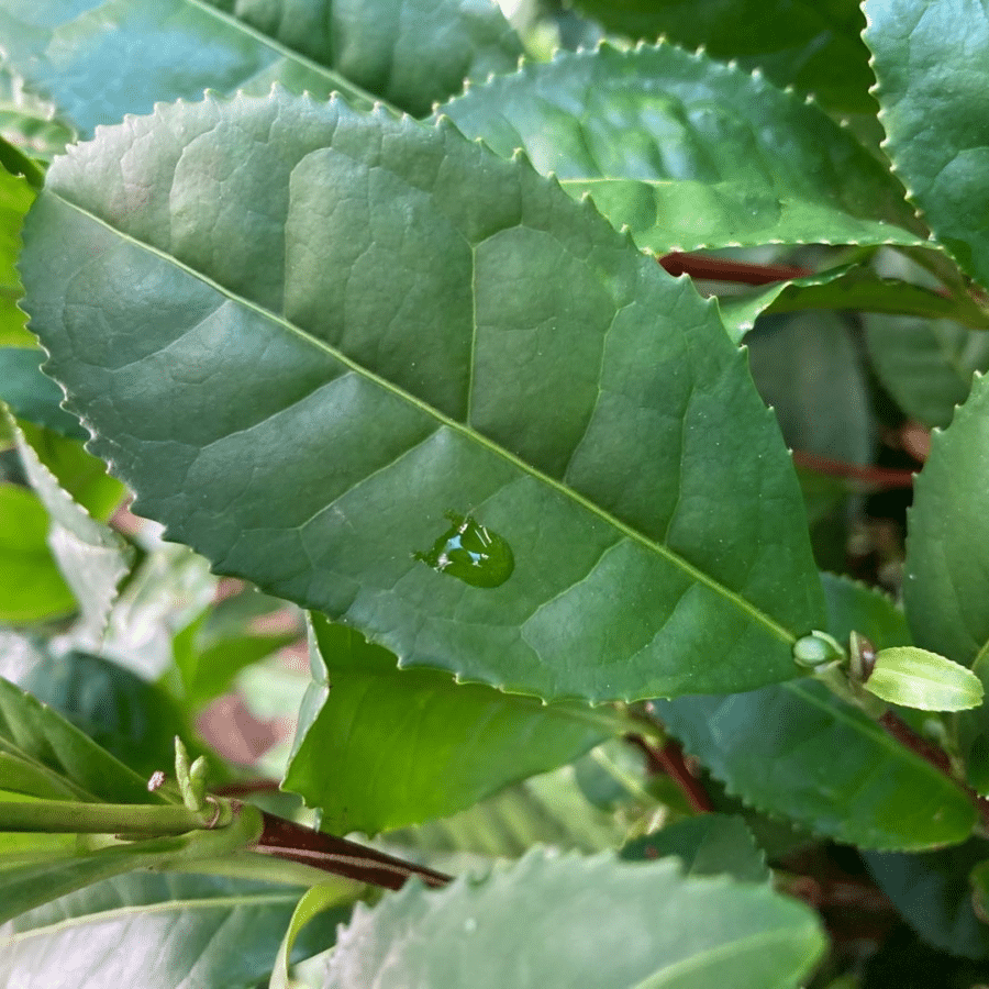 Korean Tea Plant No. 1 (long leaves)