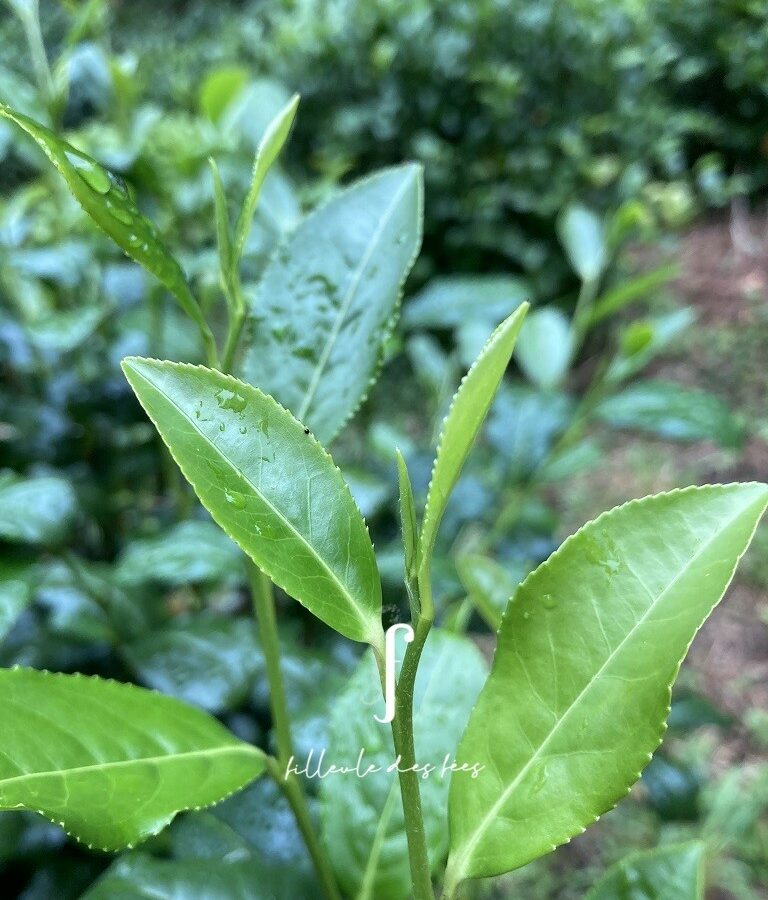 Tea Plant Trévarez