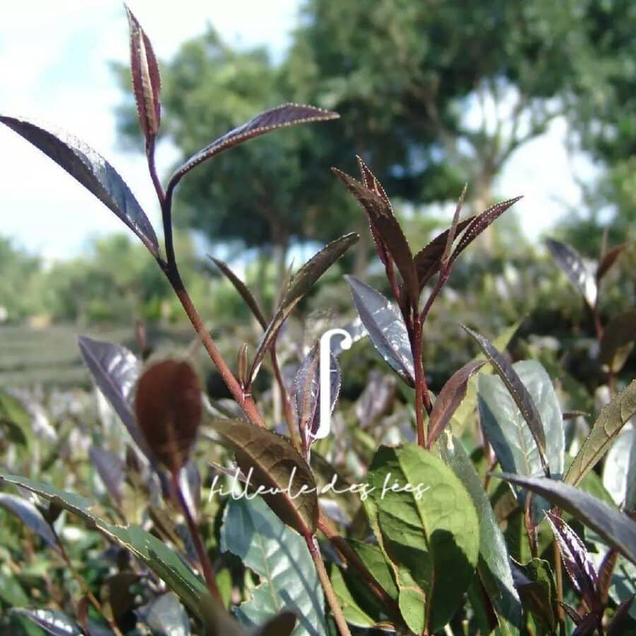 tea plant zijuan