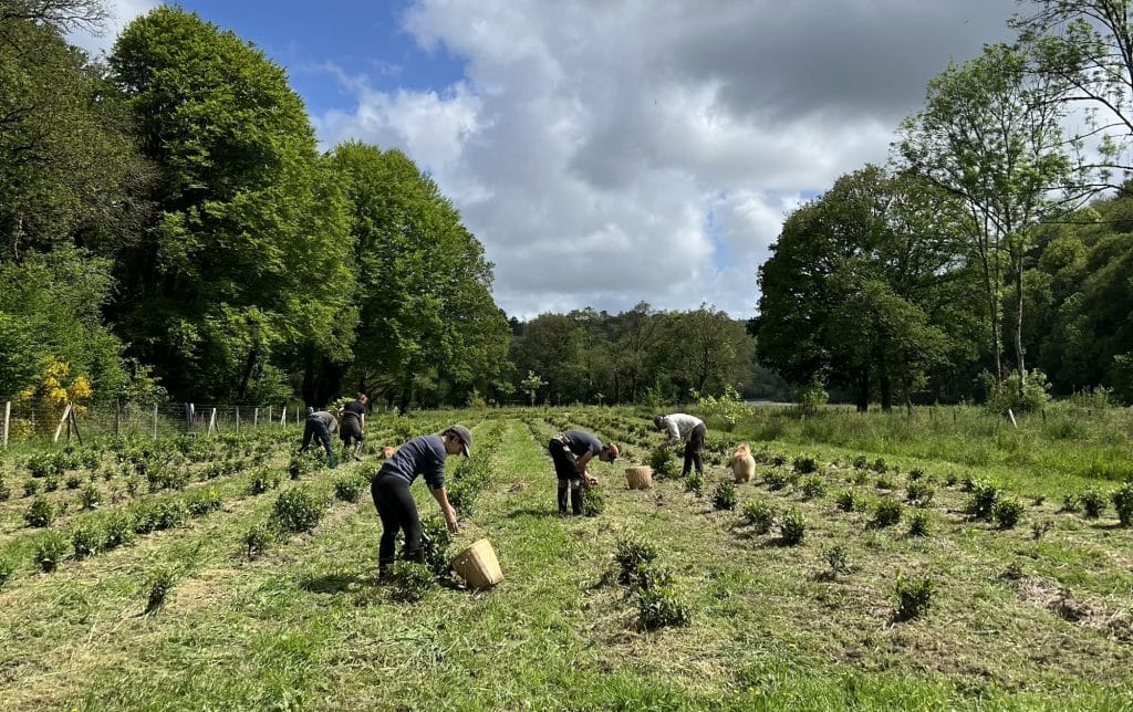 Récolte de thé dans la plantation de thé Filleule des Fées en Bretagne