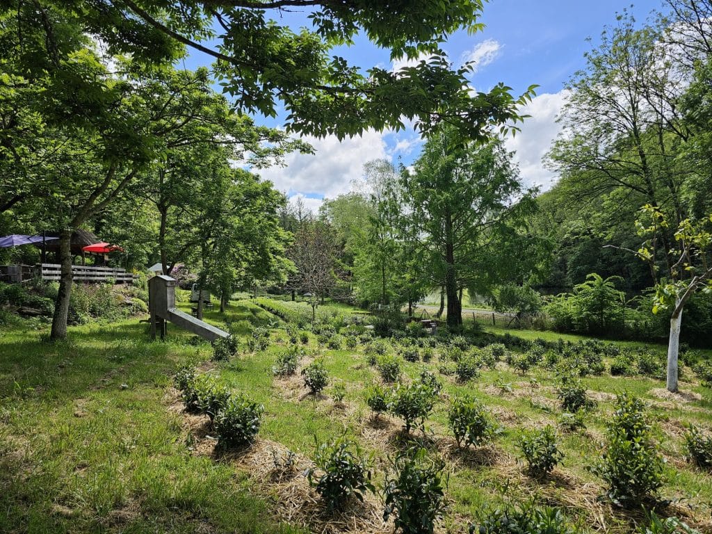 Four solaire dans le jardin de thé Filleule des Fees en Bretagne