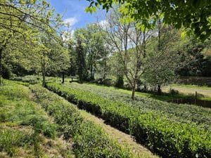 Jardin de thé Filleule des Fées en Bretagne