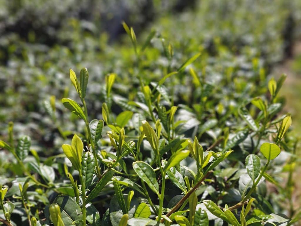 Plant de thé en Bretagne (Filleule des Fées)