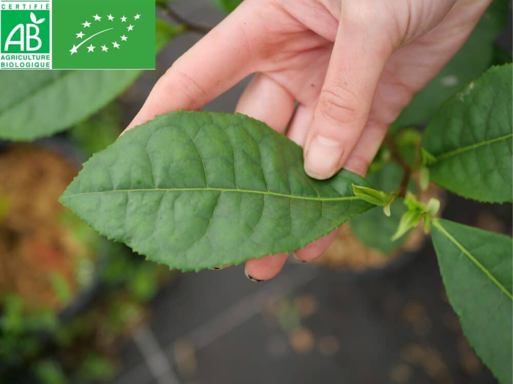Native to Yunnan Province, Bingdao County (China). One of the emblematic cultivars for the manufacture of the famous Pu'Erh tea. Organic Tea Plant.