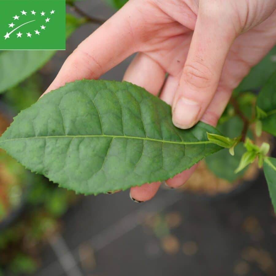 Native to Yunnan Province, Bingdao County (China). One of the emblematic cultivars for the manufacture of the famous Pu'Erh tea. Organic Tea Plant.
