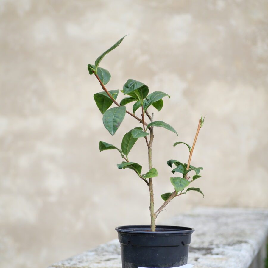 Longjing Jiukeng cultivar 1L