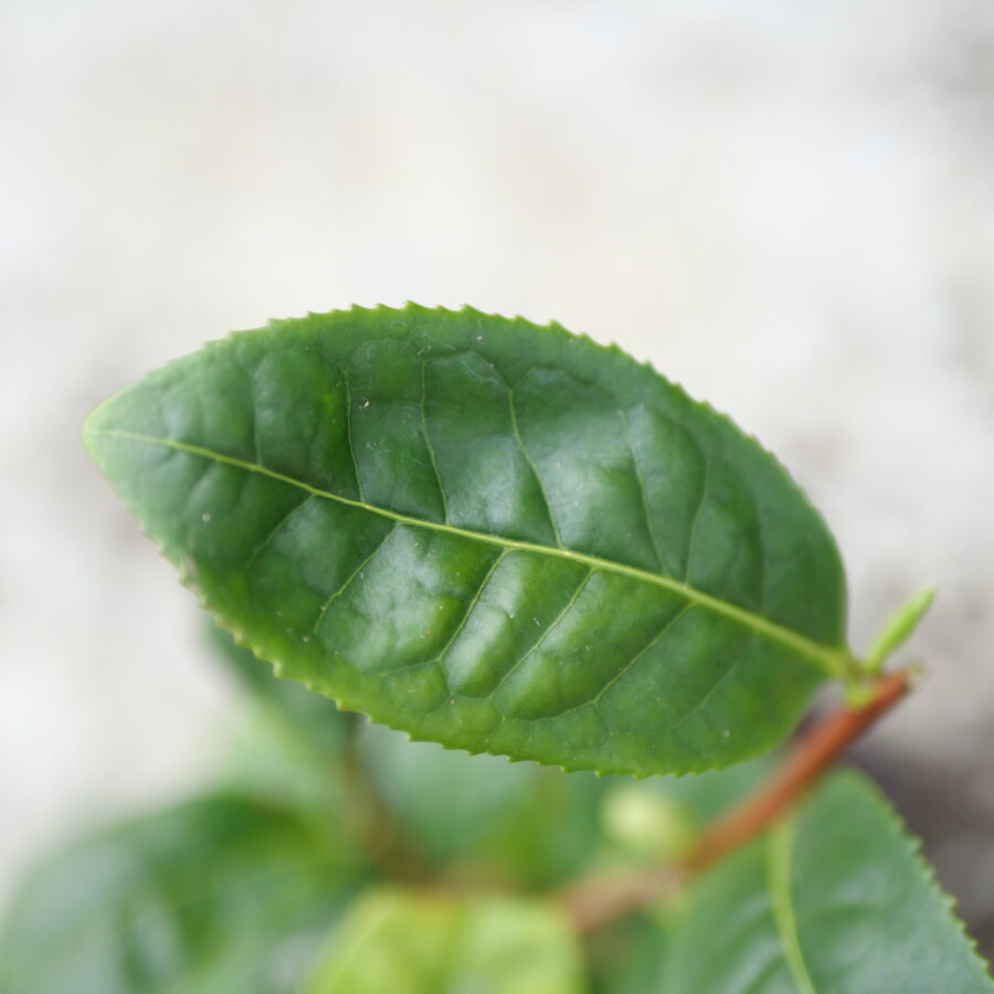 tea leaves Longjing jiukeng