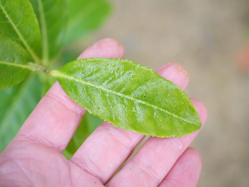 Fuding Dabai Tea Plant - Image 2