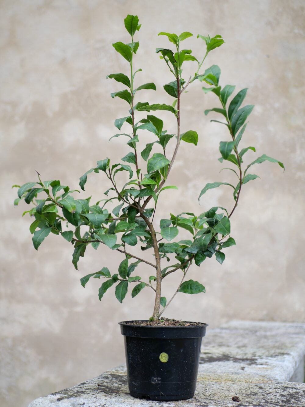 Longjing-Changye-cultivar