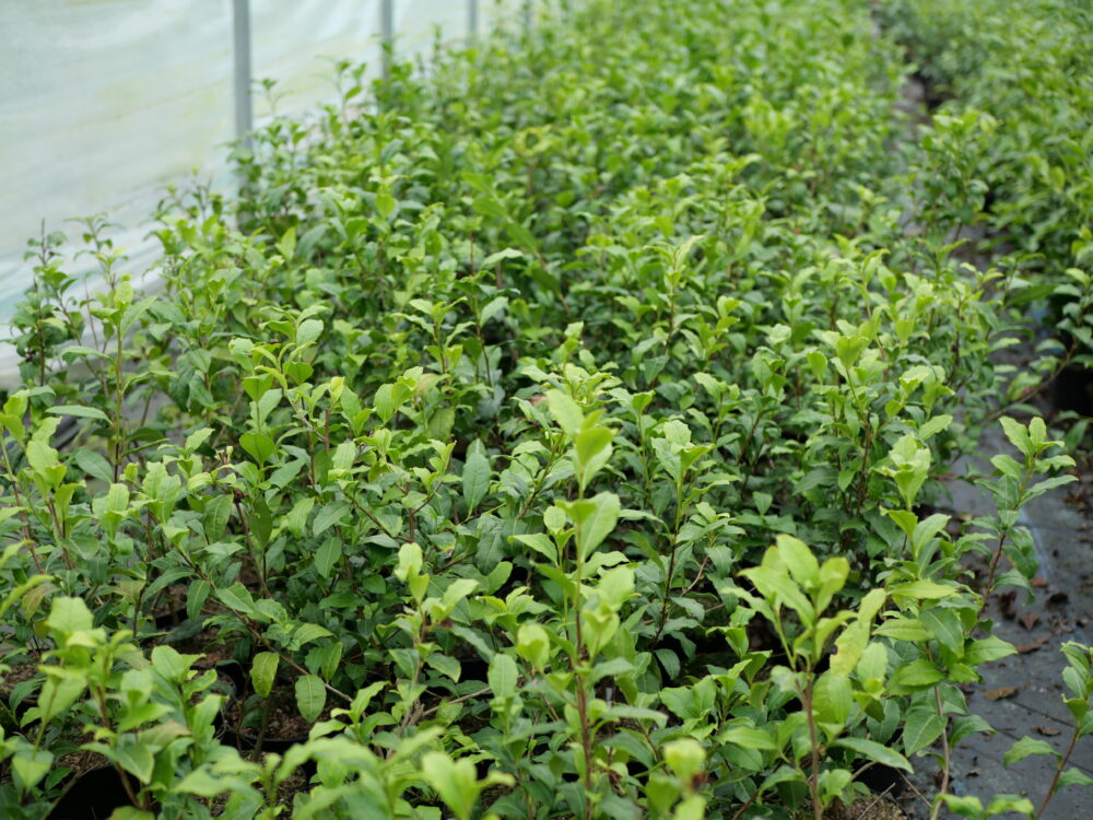 Longjing Chanye cultivar