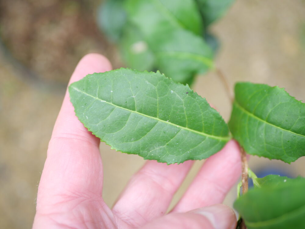 Longjing Chanye_feuilles