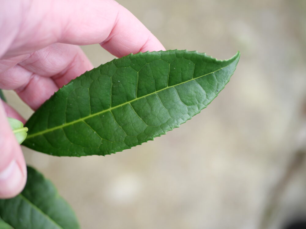 Longjing43_feuilles