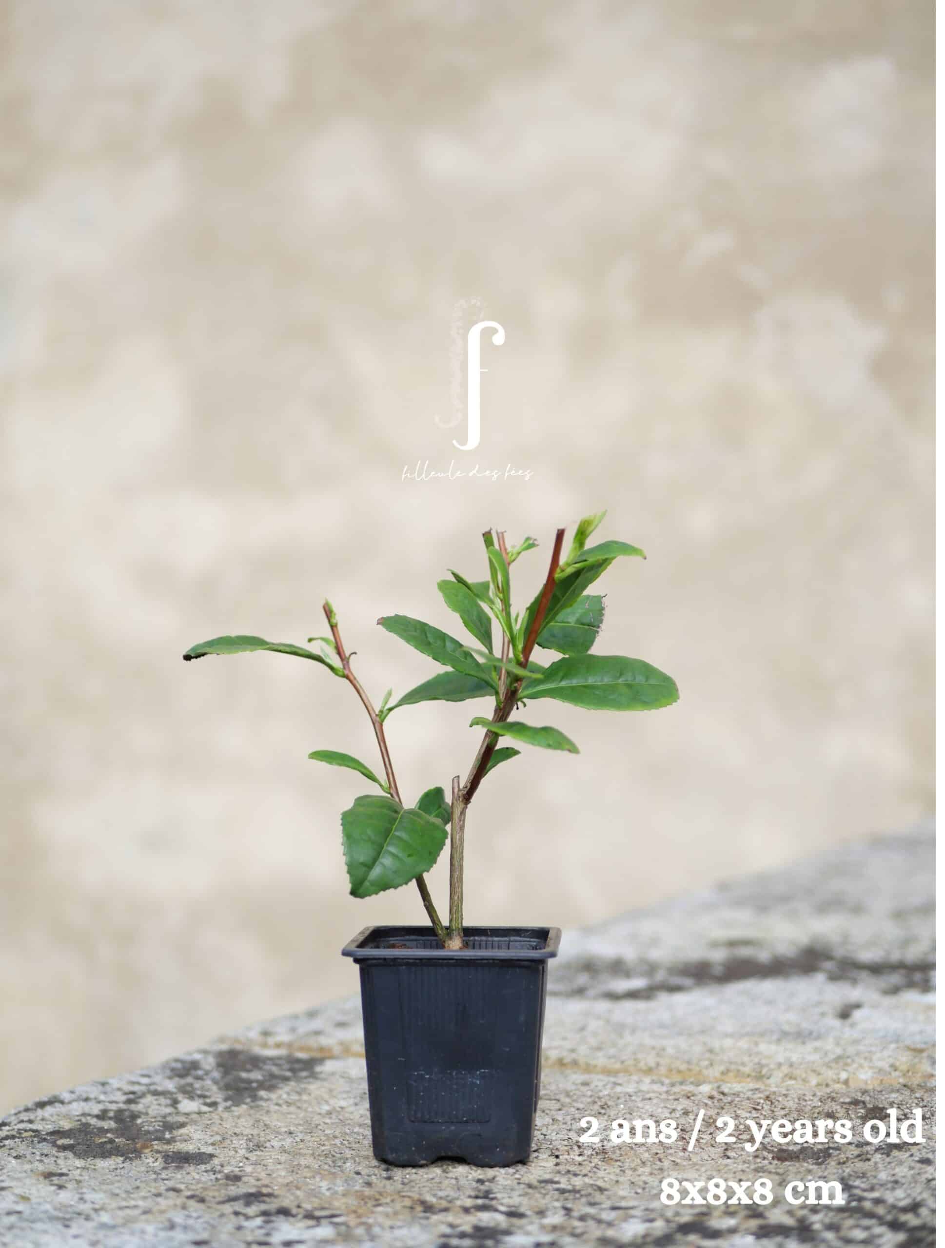 Beginner's Kit - 6 Tea Plants - Image 2