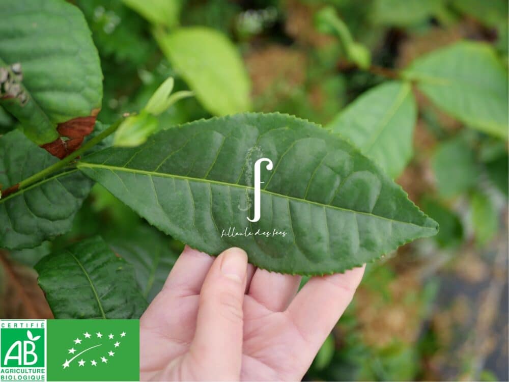 Yunnan Daye Bio de Bretagne