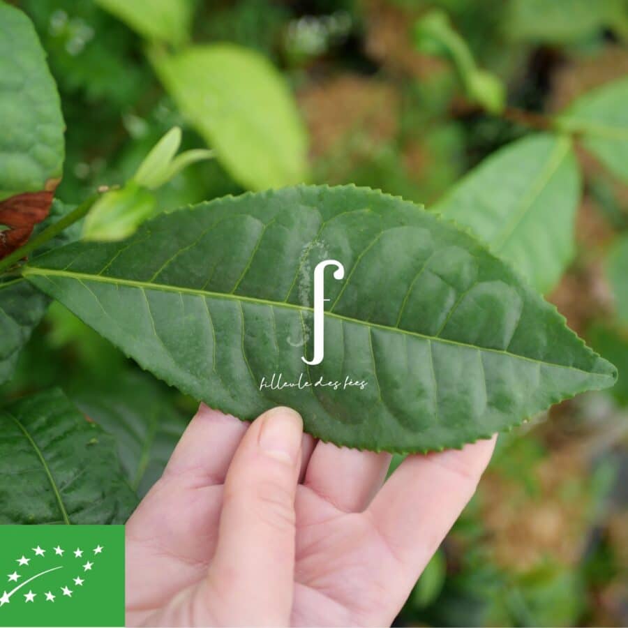 Yunnan Daye Bio de Bretagne