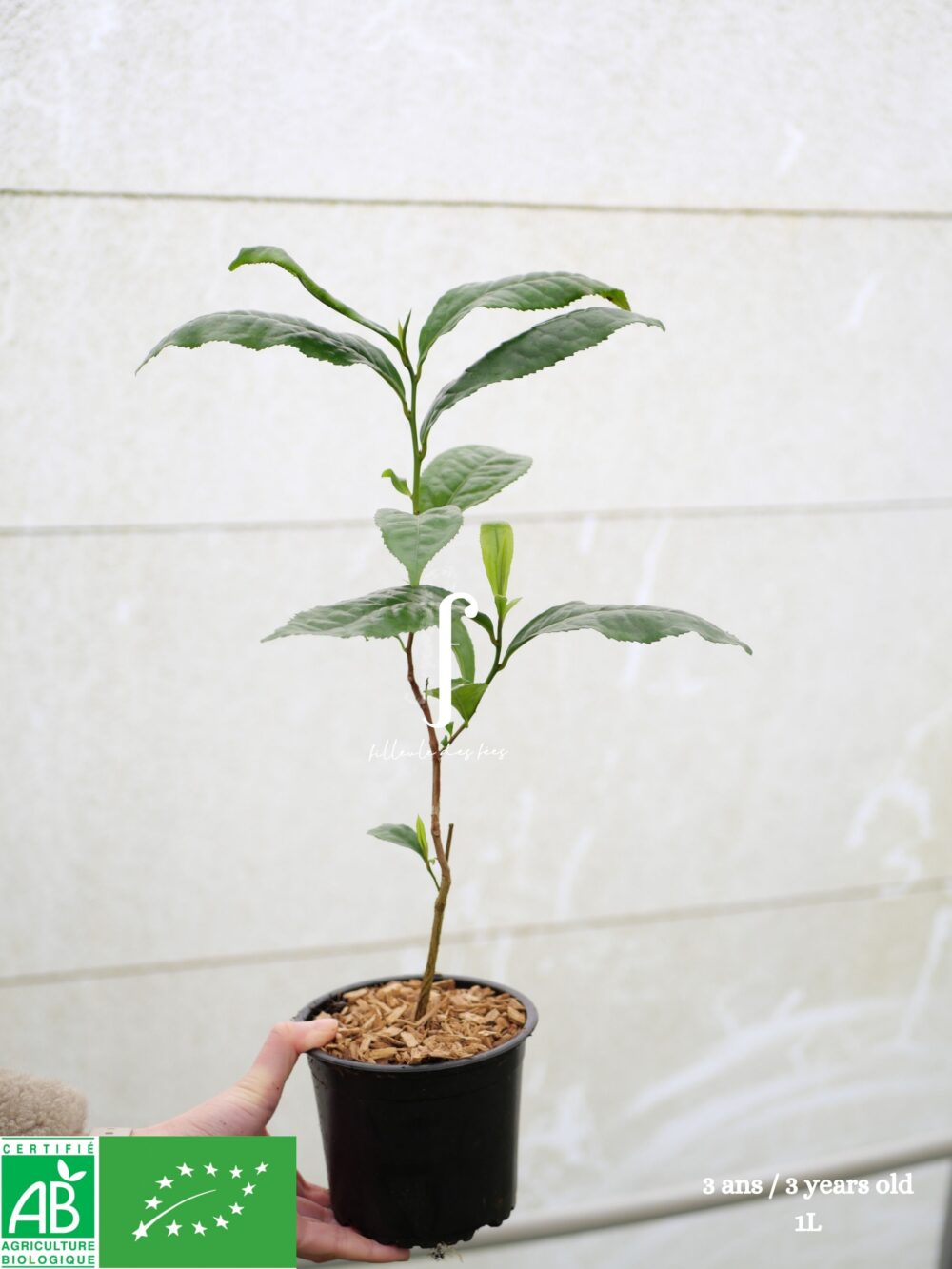 Yunnan Daye BIO de Bretagne